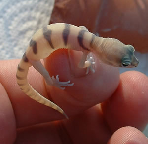 Care And Feeding Of Gecko Hatchlings Gecko Time