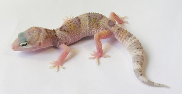 rare leopard gecko morphs