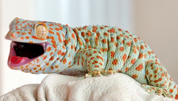 Gecko Diet Squeeze Bottle