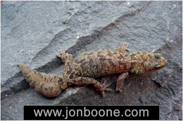Alle sammen flugt lørdag A Rare Rock-dwelling Gecko: Afroedura - Gecko Time