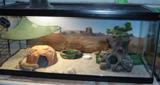 leopard gecko habitat 10 gallon