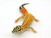 red stripe leopard gecko