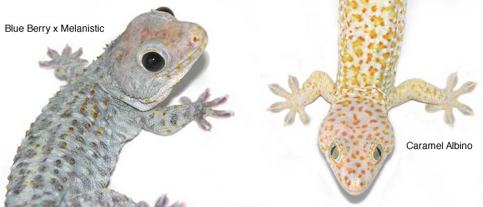 blueberry-and-albino-tokay-gecko