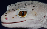 enigma-eye-geckosetc