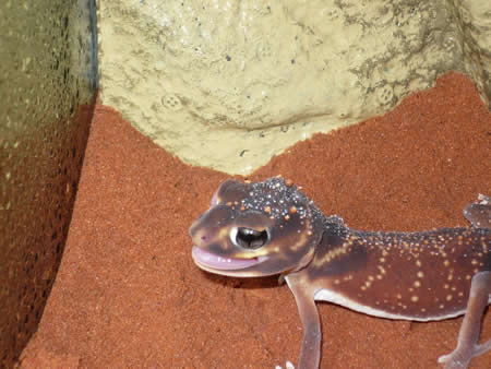 gecko-wall6