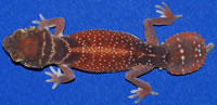 levis-levis-geckosetc