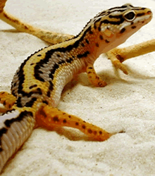 Bold stripe leopard gecko