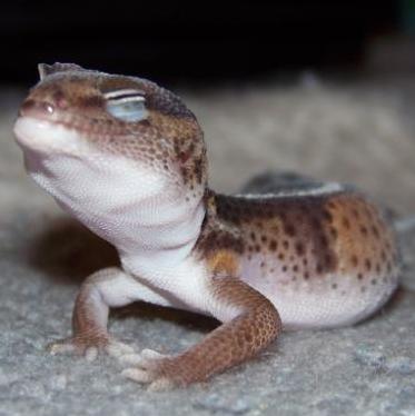 gecko photo
