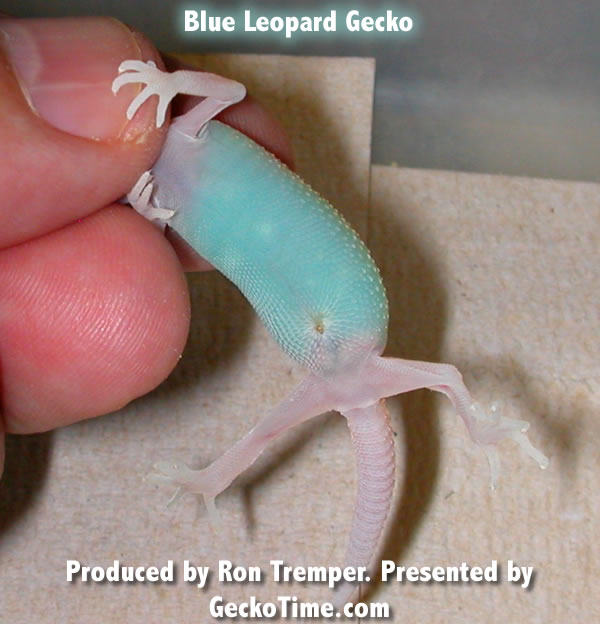 blue-leopard-gecko - Gecko Time