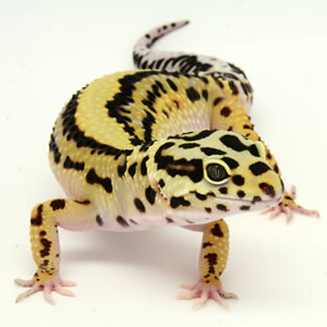 bold stripe leopard gecko