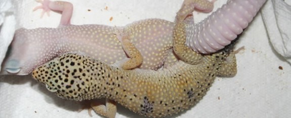 Leopard Geckos Breeding
