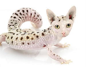 Cats and hot sale geckos