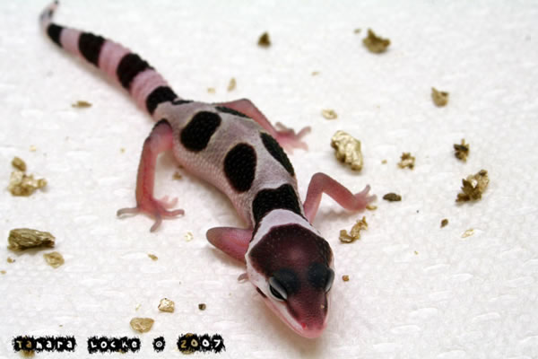 snow-leopard-gecko