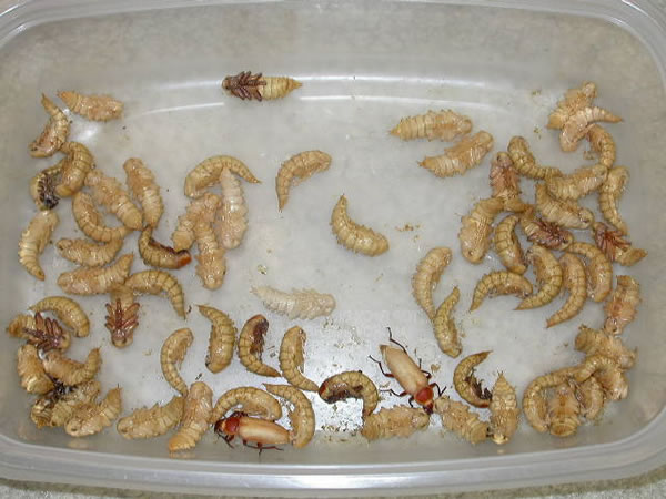 100g High Protein Dry Bread Worm Maggots Insect Baits Protein Live