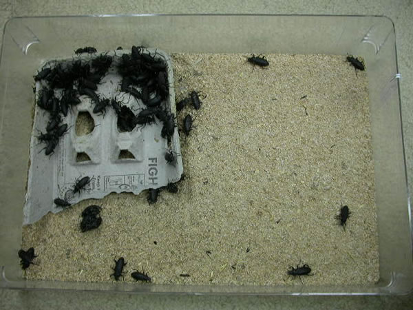 Breeding and Raising Butter Worms - HubPages