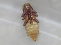 superworm-pupa