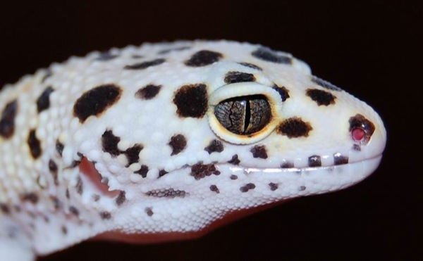 enigma-leopard-gecko-by-anne-veng