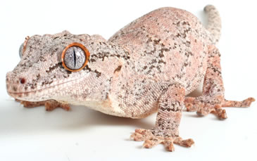 pangea-crested-gecko