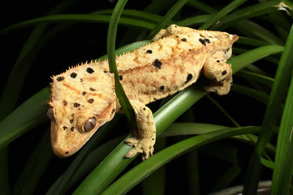 pangea-dalmation-crested-gecko