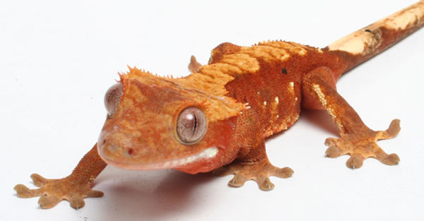 red-flame-crested-gecko