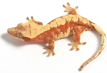 red-harley-creamsicle-crested-gecko