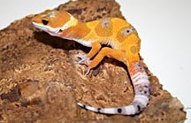 hypo-leopard-gecko