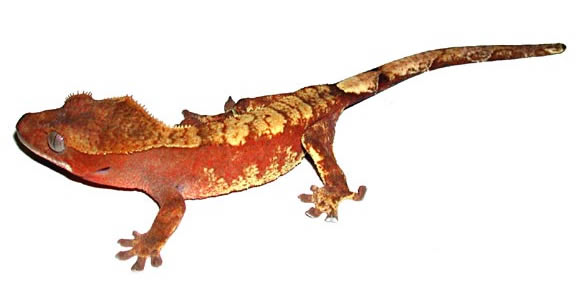 red-crested-gecko