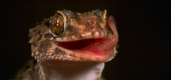 gecko-licking-eye