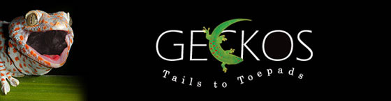 geckos-tails-to-toepads