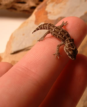 Care And Feeding Of Gecko Hatchlings Gecko Time