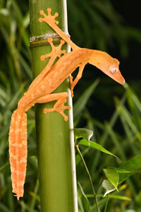 lined-leaftail-gecko