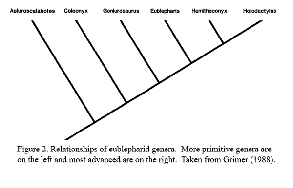 eublepharid genera relationships