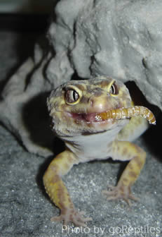 gecko-eating