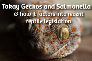 Recent study on Tokay Geckos and Salmonella - Gecko Time - Gecko Time