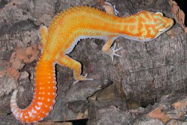 albino-redstripe-leopard-gecko