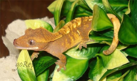 crested-gecko