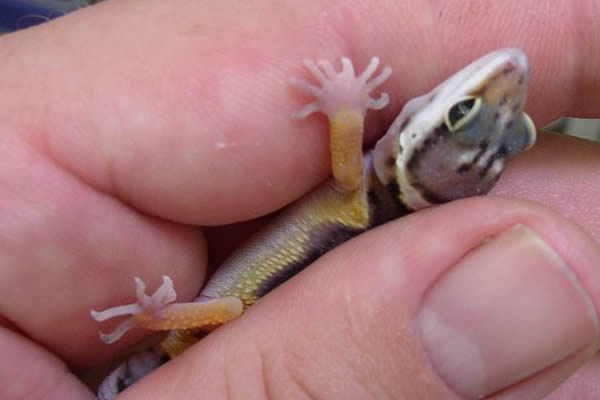 double footed leopard gecko