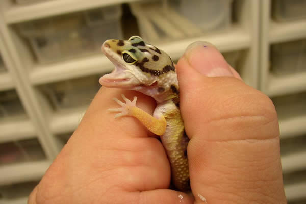 double jaw leopard gecko
