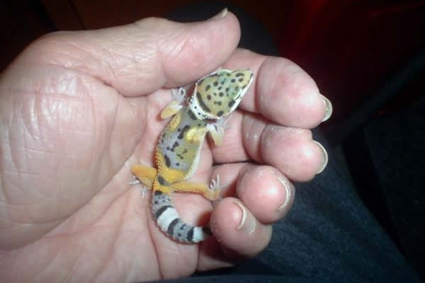 Dwarf Leopard Gecko baby