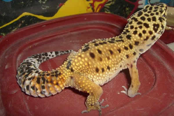 dwarf leopard gecko