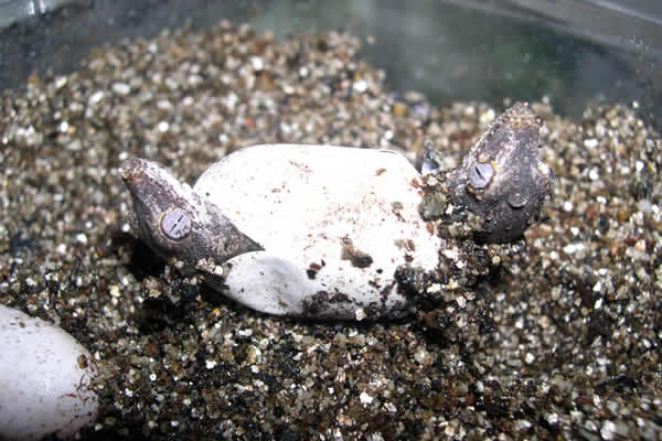 gargoyle gecko twins in egg