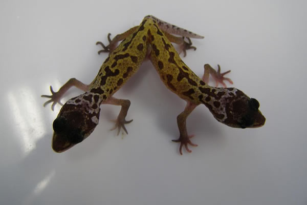 siamese leopard gecko twins