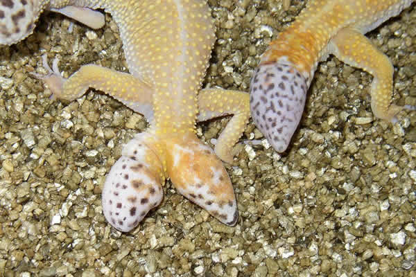 split regenerated tail leopard gecko