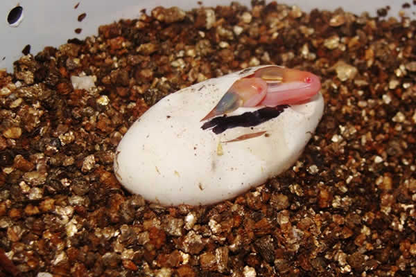 twin leopard geckos from the same egg