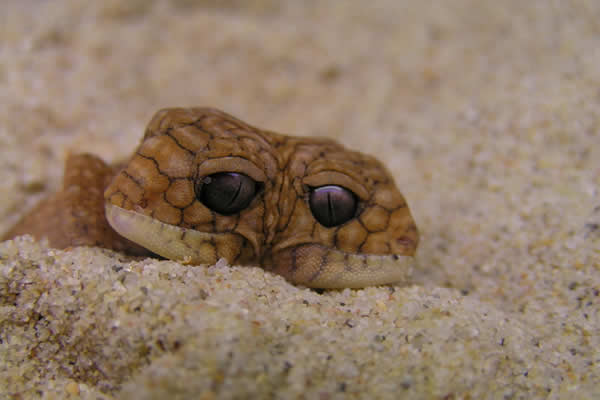 two headed amyae gecko