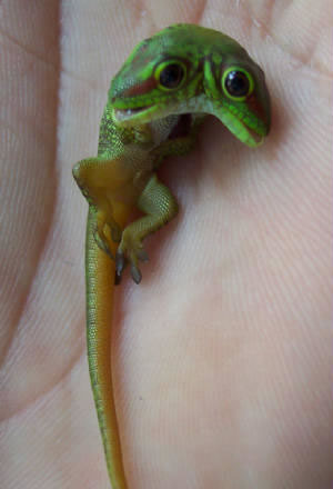 two-headed-day-gecko