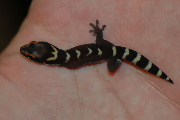 velvet gecko with no front legs