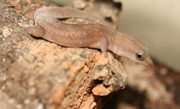 Male Sphaerodactylus roosevelti