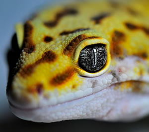leopard-gecko-head