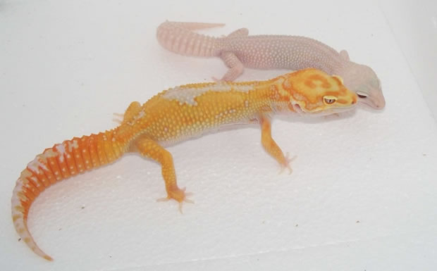 leopard-gecko-pair